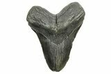 Fossil Megalodon Tooth - South Carolina #374681-1
